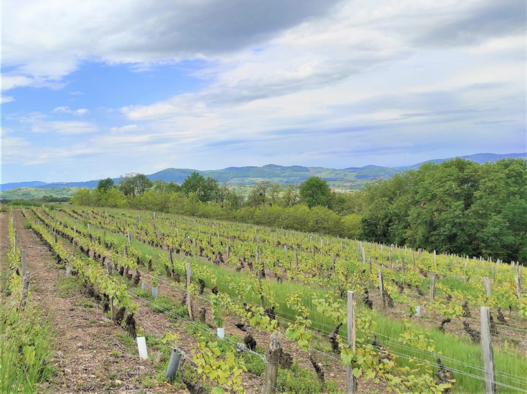 randonnée dans les vignes du Beaujolais lors du séjour yoga rando aux Meublés des Pierres Dorées