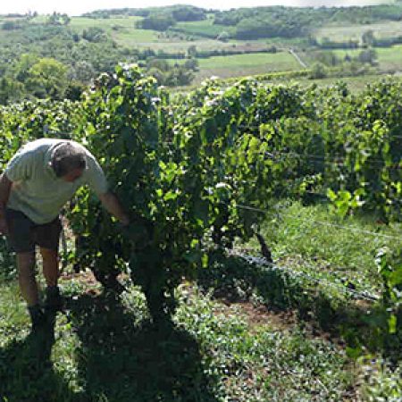 Vigneron dans le Beaujolais