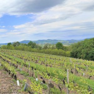 randonnée dans les vignes du Beaujolais lors du séjour yoga rando aux Meublés des Pierres Dorées