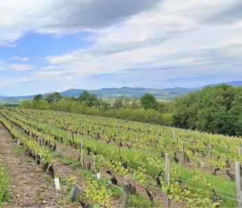 randonnée dans les vignes du Beaujolais lors du séjour yoga rando aux Meublés des Pierres Dorées