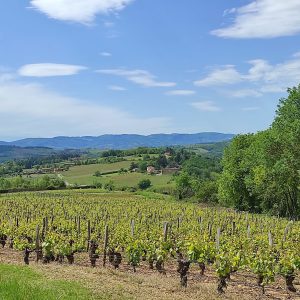 promenade détente lors de notre séjour yoga rando dans le Beaujolais des Pierres Dorées à 30 mn de Lyon