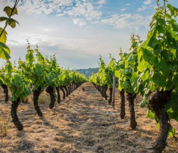 repos au milieu des vignes lors de notre séjour rando yoga dans le gîte de Theizé